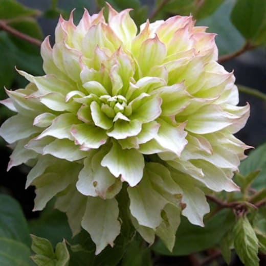 Клематис Midori
