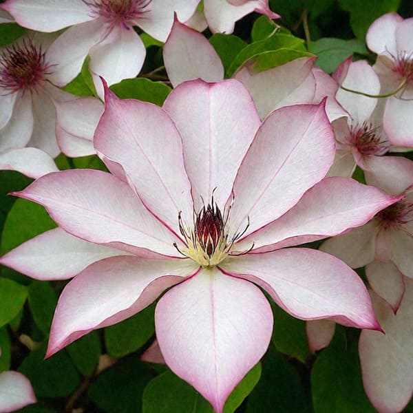 Клематис Omoshiro