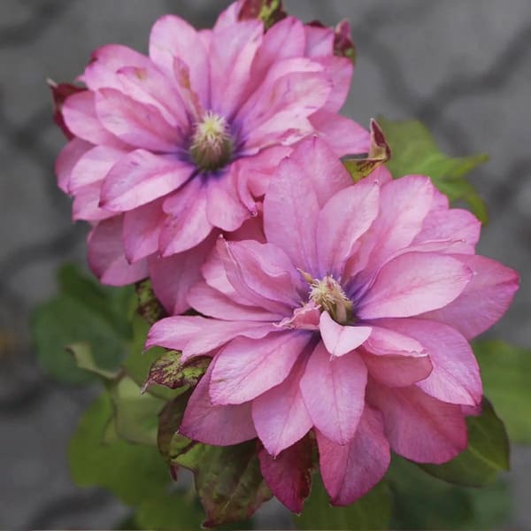 Клематис PINK PASSION