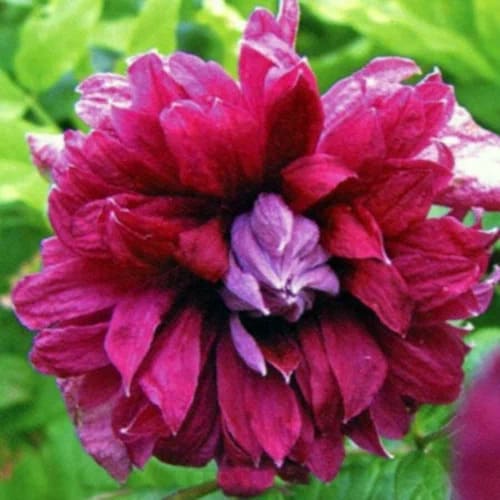 Клематис Purpurea Plena Elegans