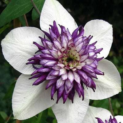 Клематис florida Sieboldii