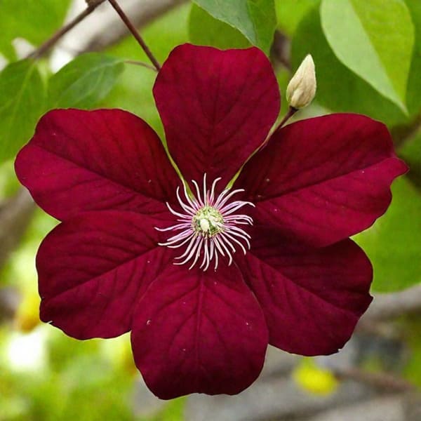 Клематис Rouge Cardinal
